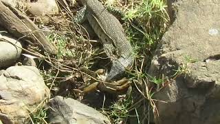 Water monitor feasting on a crab [upl. by Ahtnama446]