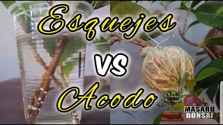 🔴Esquejes o Acodos para HACER UN BONSAI FICUS TIGER BARK100 DE ÉXITO👈 [upl. by Ayoras221]