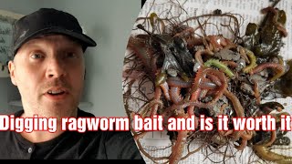 How to dig ragworm for bait [upl. by Qidas]