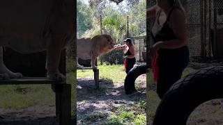 Stubborn LiLiger Dinner Time wildlife sanctuary cuteanimal education bigcat [upl. by Marjory347]