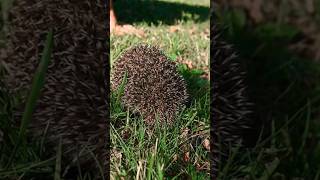 hedgehog Puffing Sound  huffing hedgehog [upl. by Acinomaj]