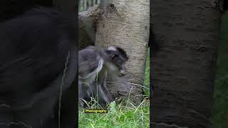 White Naped Mangabey nature short RG Photography [upl. by Ert]