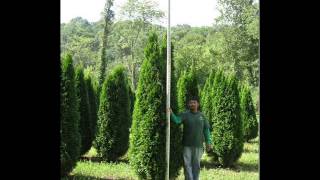 About Hard Trimming Emerald Arborvitae [upl. by Norreg]