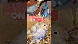 Lovebirds amp budgies breeding video trending shorts parrot youtubeshorts birds short lovebirds [upl. by Inol]