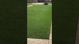 Ironite application lawncare mowerliving lush darkgreen Ironite iron reelmower bermuda [upl. by Ennaimaj831]