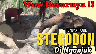 TEMUAN FOSIL STEGODON DI NGANJUK  MENARIK PERHATIAN BADAN GEOLOGI [upl. by Marucci]