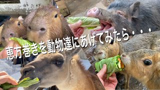 節分の日に動物達に恵方巻きをあげてみました！！ Feed EhoMaki for animals [upl. by Eednarb897]