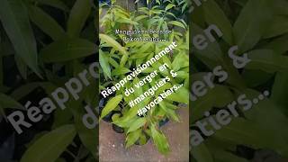 Réapprovisionnement du verger en manguiers amp avocatiers viralvideo [upl. by Oibaf234]