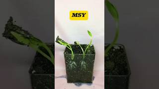 1 month Plants ☘️ time lapse tiktok youtube [upl. by Assirralc]