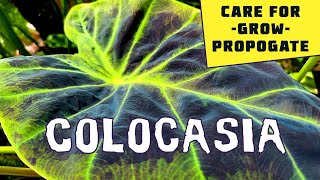 How to Grow Colocasia  experienced tips and garden walk through [upl. by Atyekram]