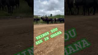 COWS WITH GUNS viral ghanaians africancountry cows ghana [upl. by Perpetua]