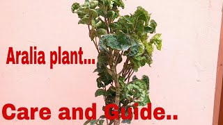 Aralia plant  How to care aralia plant care aralia plant [upl. by Osy]