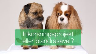 Inkorsningsprojekt eller blandrasavel [upl. by Madid798]