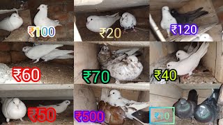 Pigeon for sale 🥰 very low in price 😲🤯trainding pigeon kabuterbaaz pigeonprice viralvideo [upl. by Nosliw520]