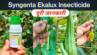 Syngenta Ki Ekalux Insecticide Quinalphos 25 Ec Fruit fly  BphInsect Control [upl. by Anjela109]