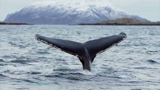 Whale Watching Safari in Tromso Norway 🇳🇴 [upl. by Ari997]