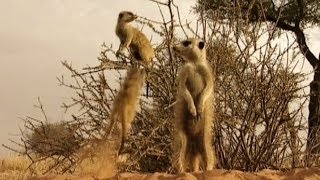 Funny Meerkats [upl. by Shultz]