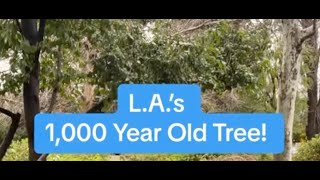 LAs 1000Year Old Tree The Encino Lang Oak [upl. by Neddra38]