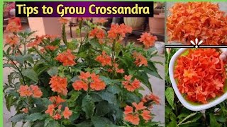 Tips to Grow Blooms in Crossandra Plant  కనకాంబరాలు బాగా పూయలంటే ఈ చిట్కాలు పాటించండి  ByVedhya [upl. by Sabino]