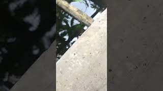 my gourami fish please subscribe 🙏 [upl. by Dnalyaw24]