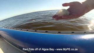 Algoa Bay Red Tide [upl. by Nico]