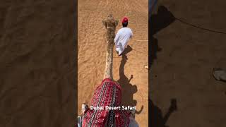 Dubai Desert Safari  Camel Riding [upl. by Clynes]