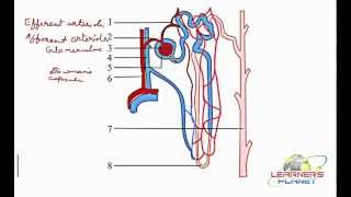 Labelling of nephron [upl. by Terrej285]