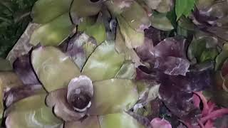 Beautiful Leaves Plants bromeliads plant garden landscape landscapinggardening1013 [upl. by Agnew388]