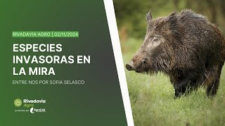 radiorivadavia QUÉ HACER CON LAS ESPECIES INVASORAS el jabalí y el ciervo Axis [upl. by Feilak]