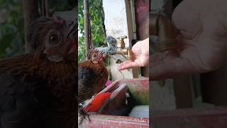 La Copetona pidiendo agua 🥰🐔 cuteanimals gallinas [upl. by Alesi]