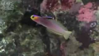 Firefish Helfrichi Nemateleotris helfrichi  LiveAquariacom [upl. by Blondelle455]