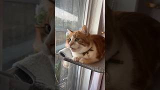 Cat baby meow meow meowlove shorts comedy funnyvideo billi cat catvideo catlover [upl. by Sonaj]