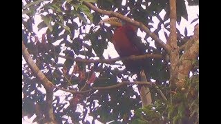 Close up of Vulnerable Rufousnecked Hornbill Male  1 [upl. by Elizabeth]