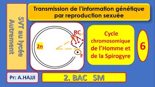 Cycles chromosomiques de lHomme et de la Spirogyre schématisation [upl. by Tteragram891]