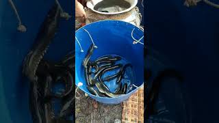 Shoal fish cultivated in village ponds [upl. by Firooc]