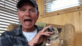 Guy Pets Chihuahua to Relax  Bites Hand [upl. by Vigen624]