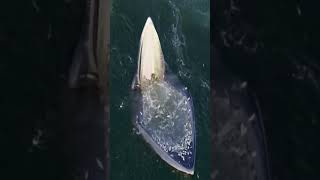 Watch the baleen whale how it devours food  Whales eat fish you have to watch [upl. by Nylle]