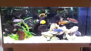 Juwel rio 180 african malawi cichlid Fish tank Aquairum setup update [upl. by Aiekat]