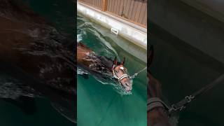 Top Equine Expert Reveals Shocking Swimming Secrets youtubeshorts [upl. by Wilma]