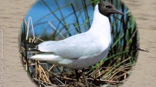 Mouette rieuse [upl. by Rehpotsirhc]