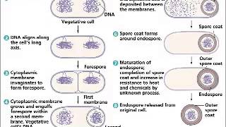 CICLO DE LA FORMACION DE ENDOSPORASmp4 [upl. by Trinl136]