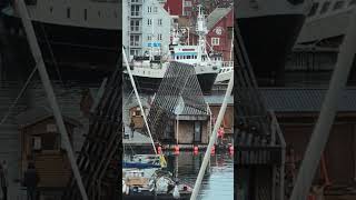 Polar bear plunge in Tromoso Norway PUST [upl. by Dawes175]