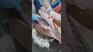 threadfin fillet fypシ゚viral fillet cuttingskils shorts fiscutting threadfin [upl. by Alleen]