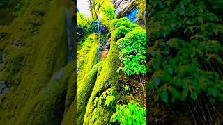 Beautiful Nature Nice Please shorts ytshorts [upl. by Artur]