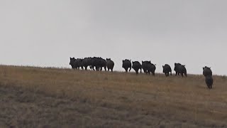 Bol aksiyonlu vurulan kaçan domuz avları  wild boar hunting [upl. by Soraya]