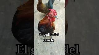 El gallo del canelo 🥊🐓 shorts chicken gallos kikirikis gallinas funny mascotas pets mexico [upl. by Adeuga]