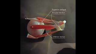 Extraocular muscles [upl. by Arobed]