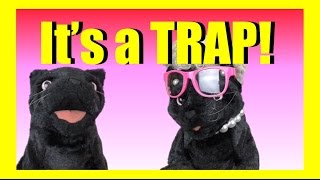 Its a Trap George the Self Esteem Cat [upl. by Pogah]