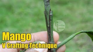 Mango V Grafting Technique With Result 100 Success [upl. by Ode]