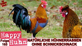 E165 Natürliche Hühnerrassen mit unkomplizierten Pflegeansprüchen  HAPPY HUHN  Rassewahl Hühner [upl. by Sacha307]